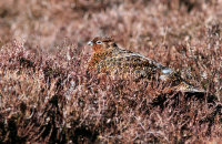 Female Red Grouse disguised on the heather (Lagopus lagopus scotica) 4