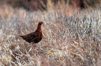 Male Red Grouse in a hailstorm (Lagopus lagopus scotica) 6