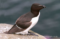 Razorbill (Alca torda)