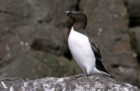 Razorbill on the cliffs at Staple Island