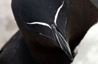 Razorbill (Alca torda)