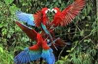 Red-and-green Macaws (Ara chloropterus)