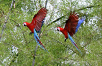 Red-and-green Macaws (Ara chloropterus)