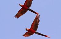 Red-and-green Macaws (Ara chloropterus)
