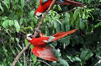 Red-and-green Macaws (Ara chloropterus)