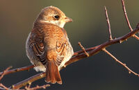 Red-backed Shrike (Lanius collurio) 1