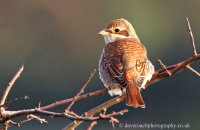 Red-backed Shrike (Lanius collurio) 2
