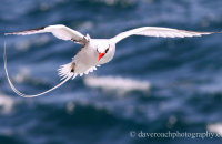 Red-billed Tropicbird (Phaethon aetherus) (2)