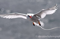 Red-billed Tropicbird (Phaethon aetherus) (3)