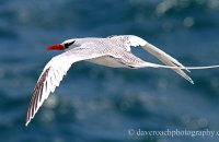 Red-billed Tropicbird (Phaethon aetherus) (1) These beautiful birds nest on the cliffs at South Plaza.