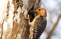 Red-crowned Woodpecker (Melanerpes rubricapillus) 2