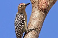 Red-crowned Woodpecker (Melanerpes rubricapillus) 1