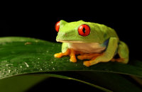 Red-eyed Green Tree Frog (Agalychnis callidryas) 1 'Ellie'