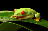 Red-eyed Green Tree Frog (Agalychnis callidryas) 2 'Ellie'