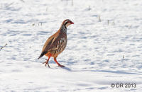 Red-legged Partridge in Winter ( Alectoris rufa) 2