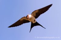 Red-rumped Swallow carrying mud (Cecropis daurica) 2