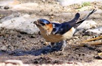 Red-rumped Swallow gathering mud for its nest (Cecropis daurica) 1