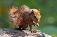 Red-tailed Squirrel (Sciurus granatensis) 1