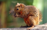 Red-tailed Squirrel (Sciurus granatensis) 2