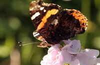 Red Admiral (Vanessa atalanta) 1