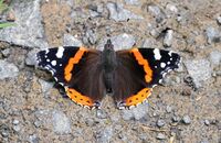 Red Admiral (Vanessa atalanta) 2