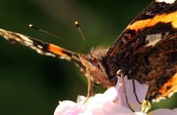 Red Admiral (Vanessa atalanta) 3
