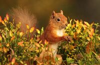Red Squirrel (Sciurus vulgaris) 2