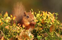 Red Squirrel (Sciurus vulgaris) 3