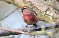 Lesser Redpoll (Acanthis cabaret) 2. Brightly coloured male