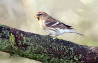 Lesser Redpoll (Acanthis cabaret) 1