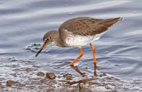 Redshank (Tringa totanus)