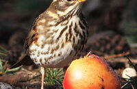 Redwing (Turdus iliacus) 1. Eating an apple