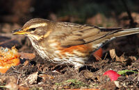 Redwing (Turdus iliacus) 2. Eating an apple