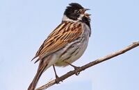 Reed Bunting singing (Emberiza schoeniclus) 2