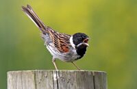 Reed Bunting singing (Emberiza schoeniclus) 3