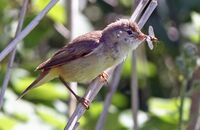 Reed Warbler (Acrocephalus scirpaceus) Catching insects