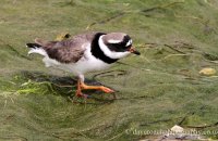 Ringed Plover (Charadrius hiaticula)