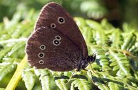 Ringlet (Aphantopus hyperantus)