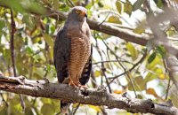 Roadside Hawk ((Buteo magnirostris)