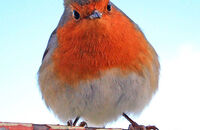 Robin (Erithacus rubecula) 2. Fluffed up in Winter