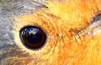 Robin (Erithacus rubecula) 3. Robin's eye view (of Brownsea Island tearoom)