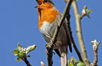 Robin singing (Erithacus rubecula) 1
