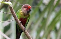 Rose-fronted Parakeet (Pyrrhura roseifrons)