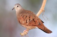 Ruddy Ground-Dove (Columbina taipacoti)