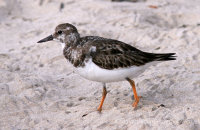 Ruddy Turnstone (Arenaria interpres)