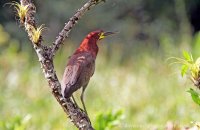 Rufescent Tiger-Heron (Tigrisoma lineatum)