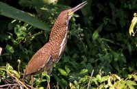 Rufescent Tiger-Heron (Tigrisoma lineatum)