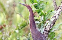Rufescent Tiger-Heron, juvenile (Tigrisoma lineatum)
