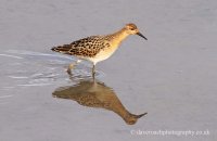 Ruff (Philomachus pugnax) 2