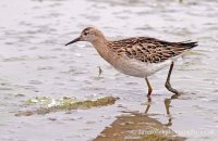 Ruff (Philomachus pugnax) 1